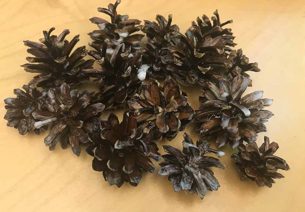 Sytykekävyt, noin 15 kpl pakkaus