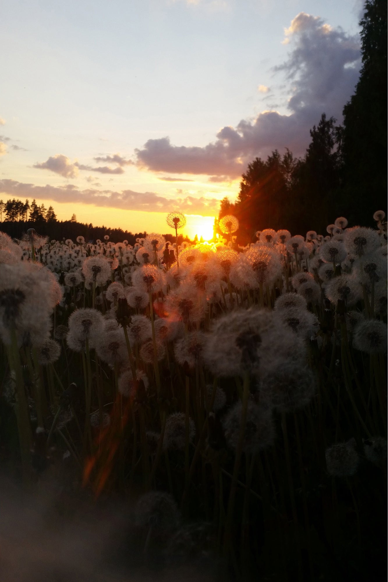 Auringonlasku voikukkapellolla -kehystetty valokuvajuliste